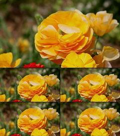 成人钩花视频大全集下载,从入门到精通，一网打尽下载攻略